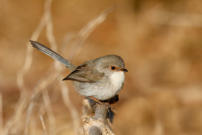 Superb Fairy-wren