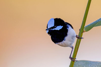 Superb Fairy-wren