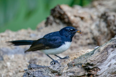 Willie Wagtail