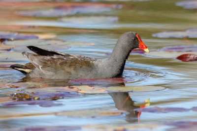 Dusky Moorhen