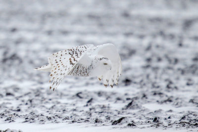 Snowy Owl