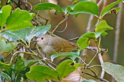 Large-billed Scrubwren