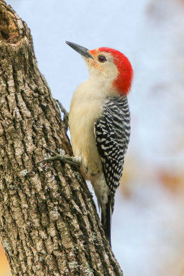 Red-bellied Woodpecker