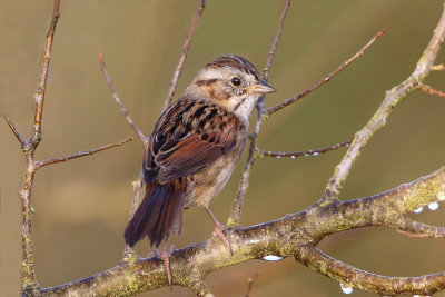 Swamp Sparrow