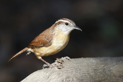 Carolina Wren