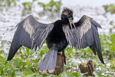 Anhinga