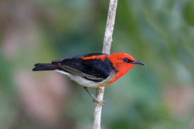 Scarlet Myzomela (Honeyeater)