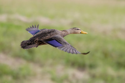 Mottled Duck