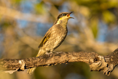 Mangrove Honeyeater