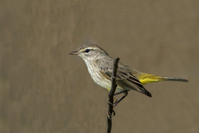 Palm Warbler