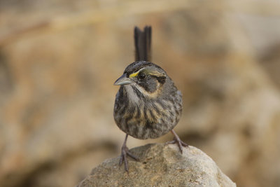 Seaside Sparrow