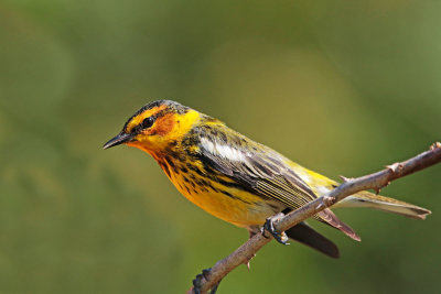 Cape May Warbler