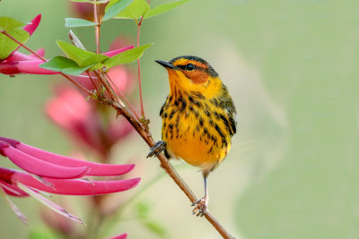 Cape May Warbler