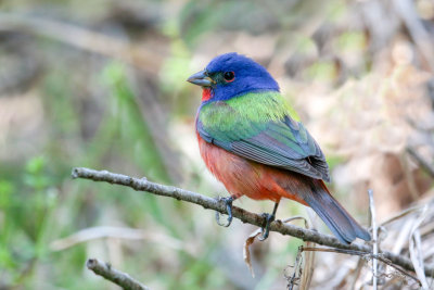 Painted Bunting