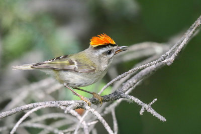 Golden-crowned kinglet