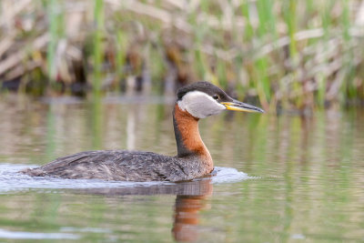 Red-necked-Grebe