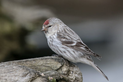 Hoary Redpoll