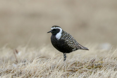 American Golden-Plover