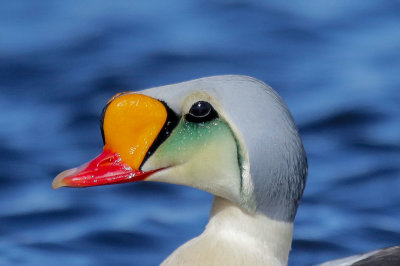 King Eider