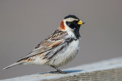 Lapland Longspur
