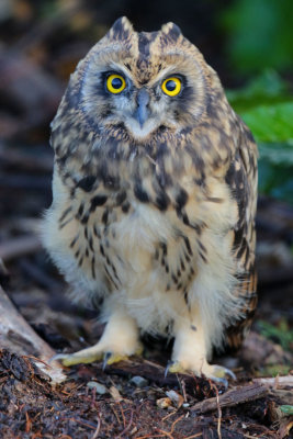 Short-eared-Owl