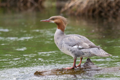 Common Merganser