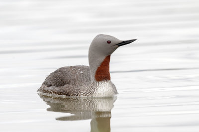 Red-throated-Loon