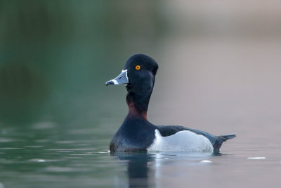 Ring-necked Duck