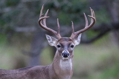 White-tailed Deer