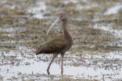 White-faced Ibis