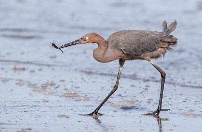 Reddish Egret