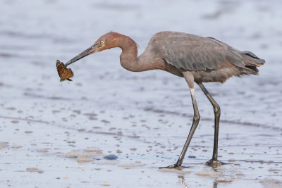 Reddish Egret