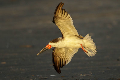 Black Skimmer