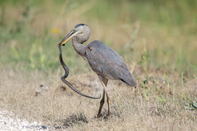 Great Blue Heron