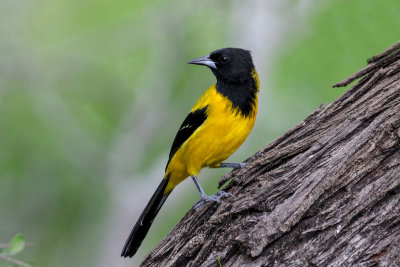 Audubon's Oriole