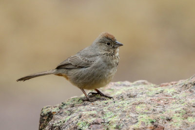 Canyon Towhee