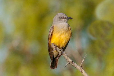Western Kingbird