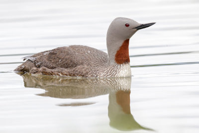 Red-throated Loon