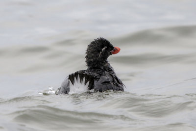 Parakeet Auklet