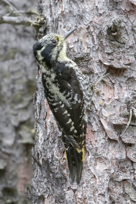 American Three-toe Woodpecker