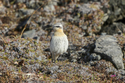 Northern Wheatear