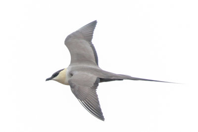 long-tailed Jaeger