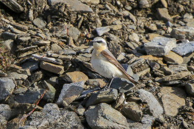 Northern Wheatear