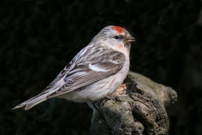 Hoary Redpoll