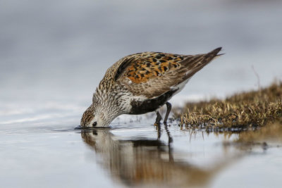 Dunlin