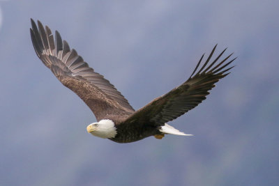 Bald-Eagle