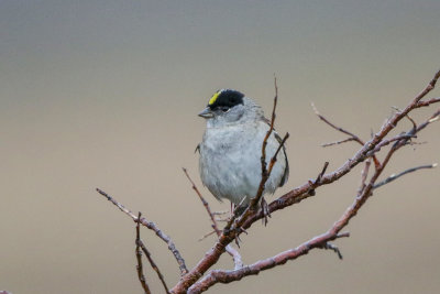 Golden-crowned Sparrow