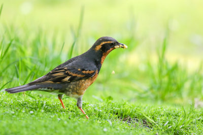 Varied Thrush