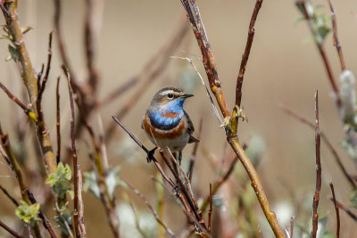 Bluethroat