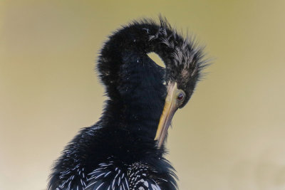 Anhinga